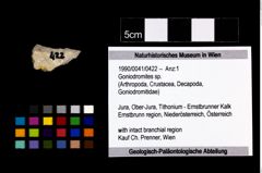 Foto (Objekt + Etikett) von Goniodromites sp.  (NHMW-GEO-1990-0041-0422)